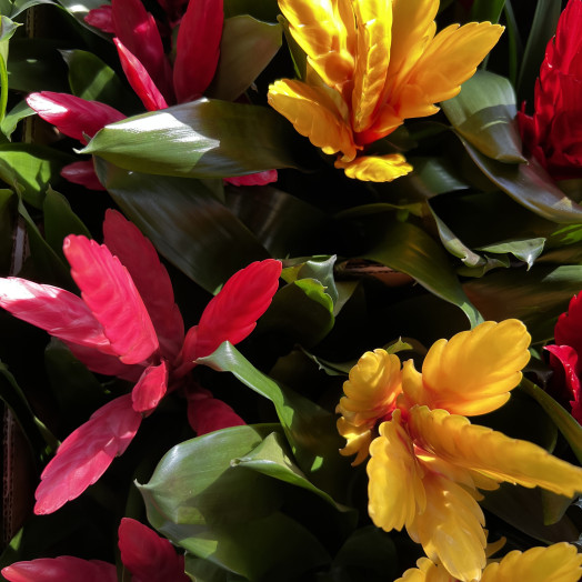VRIESEA x D12C P X6 MIX