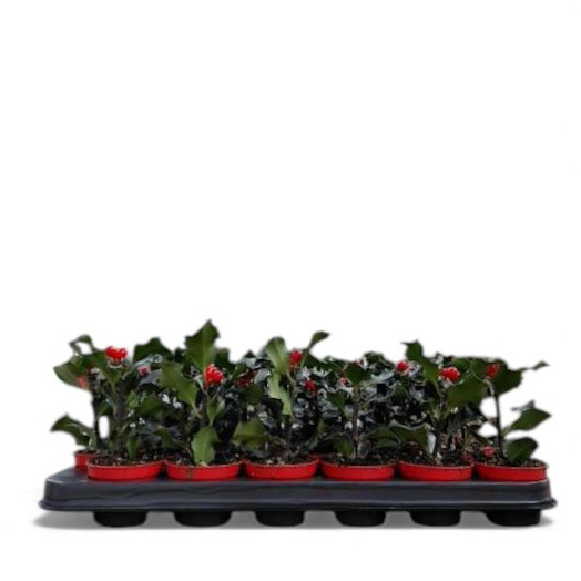 MINI ILEX aquifolium D06 x30 VERT