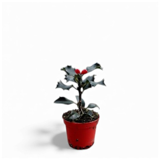 MINI ILEX aquifolium D06 x30 VERT