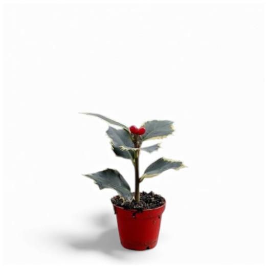 MINI ILEX aquifolium D06 x30 VARIEGATA