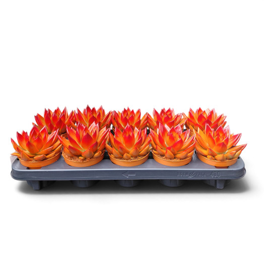 ECHEVERIA miranda D10 P x10 TEINTE BICOLORE ORANGE HALLOWEEN