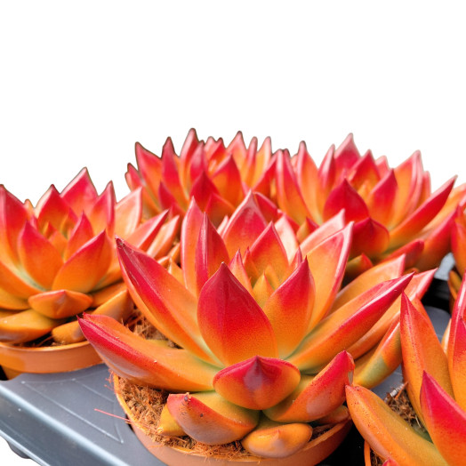 ECHEVERIA miranda D10 P x10 TEINTE BICOLORE ORANGE HALLOWEEN