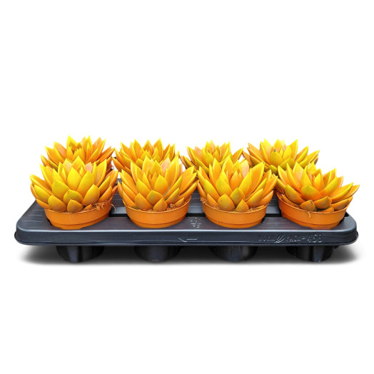 ECHEVERIA miranda D12 P x8 TEINTE BICOLORE ORANGE HALLOWEEN