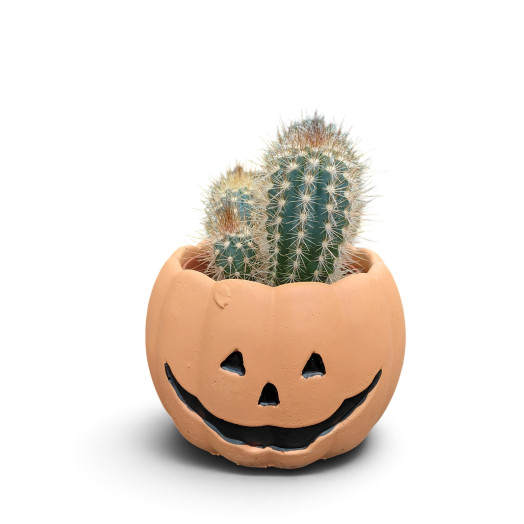 CACTUS hybride D12C P x6 CERAMIQUE HALLOWEEN