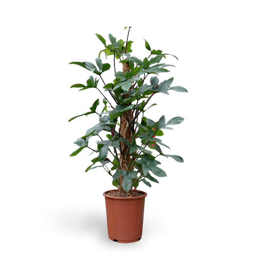 PHILODENDRON pedatum D27 P