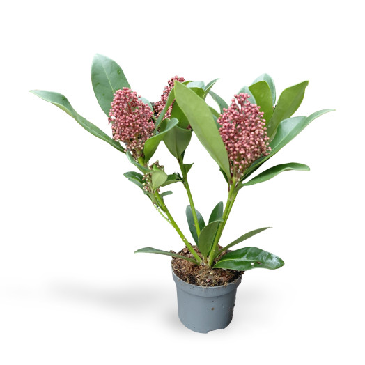 SKIMMIA japonica D09 Px18 Rubella