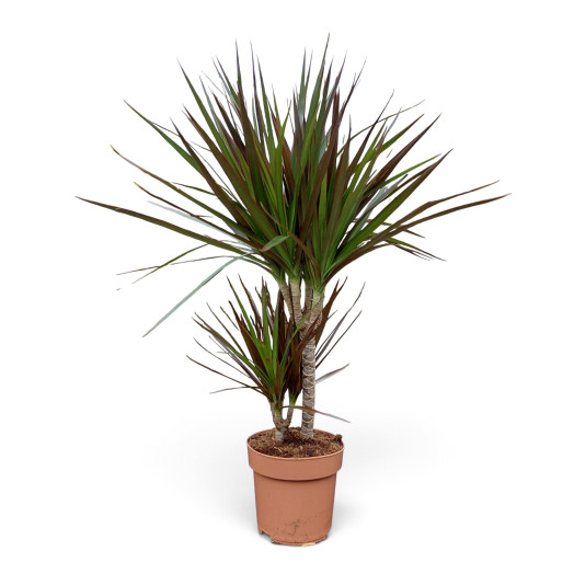 DRACAENA fragans D17 P X6 MIX
