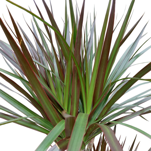DRACAENA fragans D17 P X6 MIX