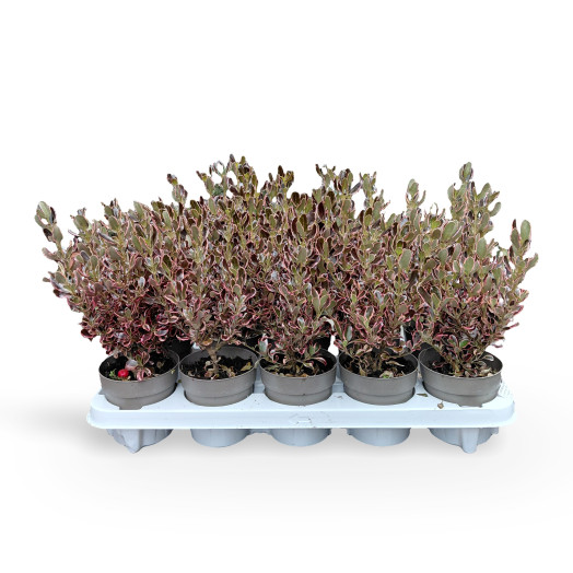 COPROSMA repens D11 P x10 Eclipse