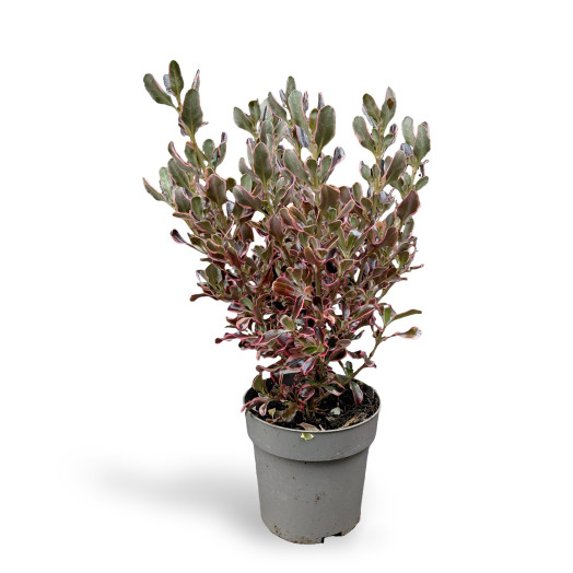 COPROSMA repens D11 P x10 Eclipse