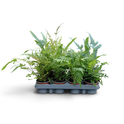 PTERIS x D09 x12 MIX