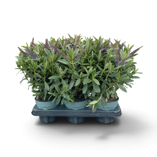 HEBE addenda D12 x6 Veronica VERTE