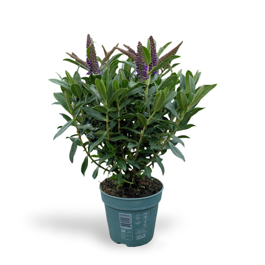 HEBE addenda D12 x6 Veronica VERTE