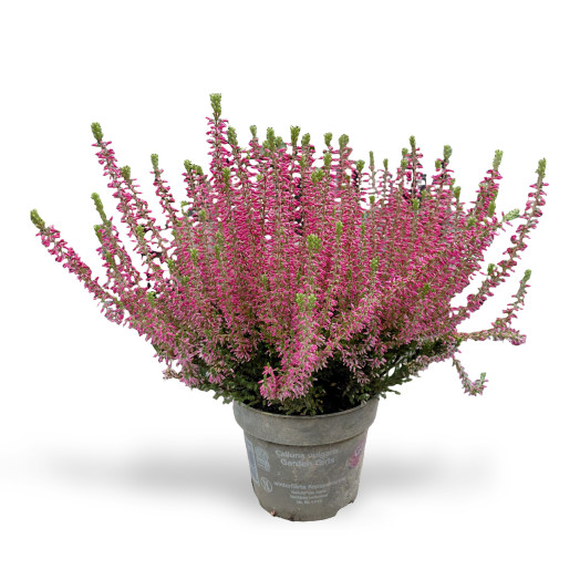 CALLUNA vulgaris D12 P x8 Garden G. MIX