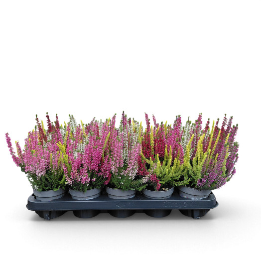 CALLUNA vulgaris D11 x10 Colorado Lights