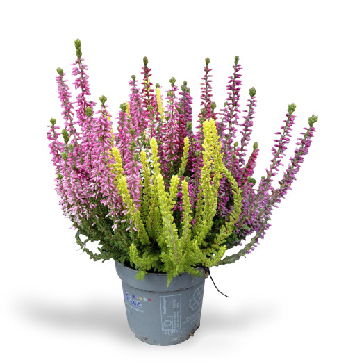 CALLUNA vulgaris D11 x10 Colorado Lights
