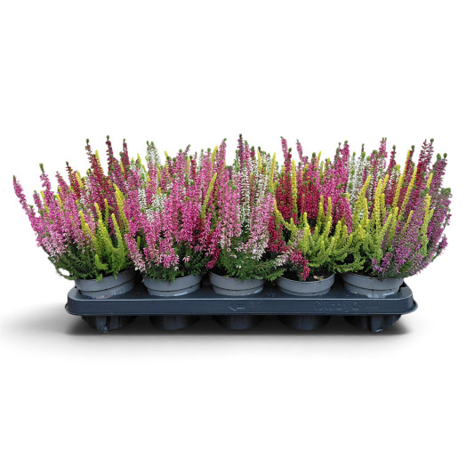 CALLUNA vulgaris D11 x10 B.L. High Five