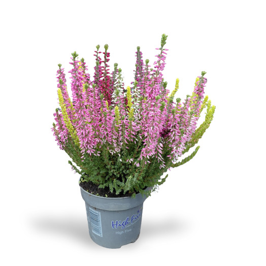 CALLUNA vulgaris D11 x10 B.L. High Five