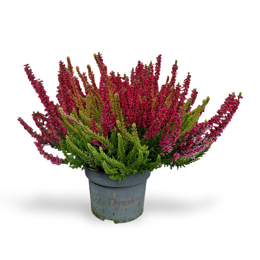 CALLUNA vulgaris D13 x6 Symphony