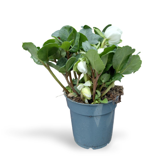 HELLEBORUS niger D12 x10 Christmas Carol XL