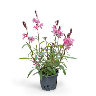00087631_02