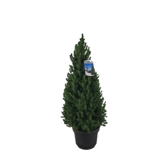 PICEA glauca D24 P Conica