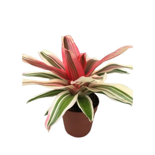 NEOREGELIA hybride D12 x6 Fancy