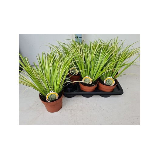 ACORUS calamus D12 x10 Roseau odeur Anis