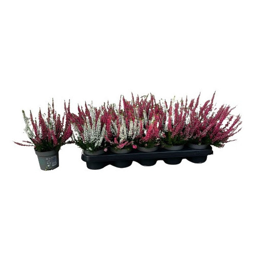 CALLUNA vulgaris D11x10 Beauty Ladies sisters