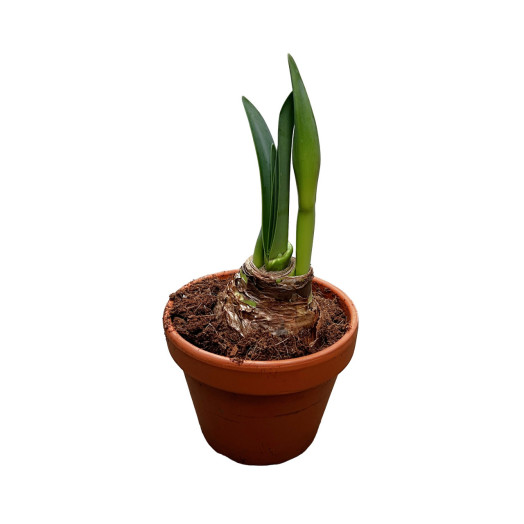 HIPPEASTRUM hybride D14 2BR X7 Amaryllis MIX