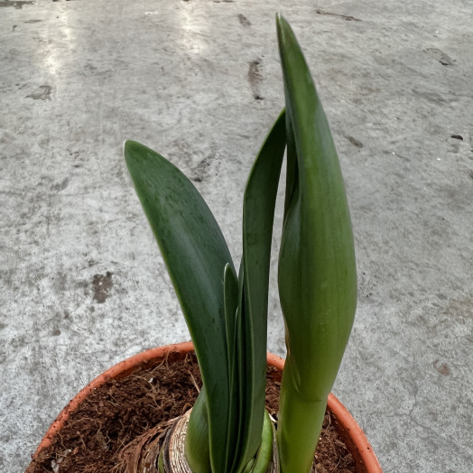 HIPPEASTRUM hybride D14 2BR X7 Amaryllis MIX