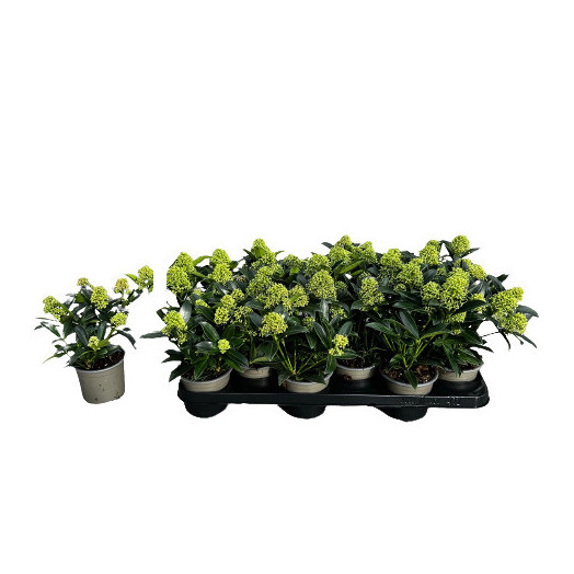 SKIMMIA japonica D10.5x11 Cleopatra