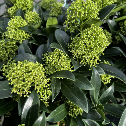 SKIMMIA japonica D10.5x11 Cleopatra