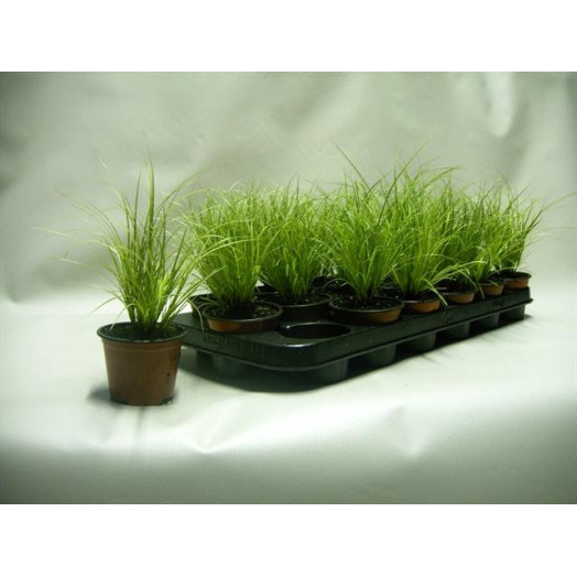 CAREX brunnea D10 x12