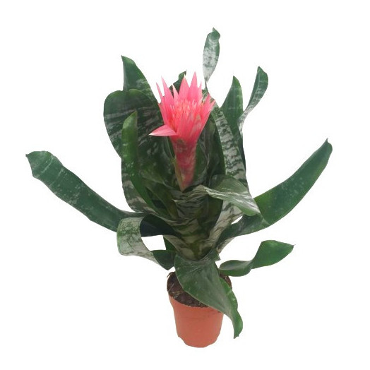 AECHMEA hybride D12 P X6 Blue Rain 60CM