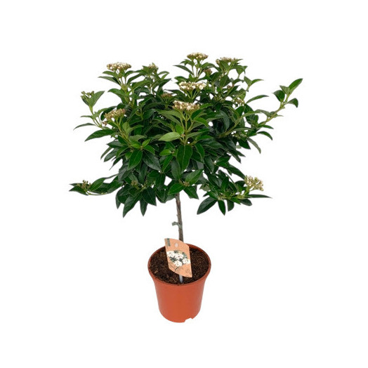 VIBURNUM tinus D17 P 65CM